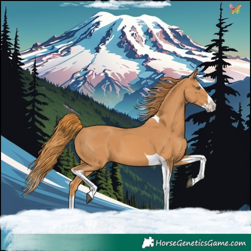 Horse Color:Chestnut Splash Tobiano 