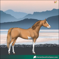 Horse Color:Chestnut Splash Tobiano