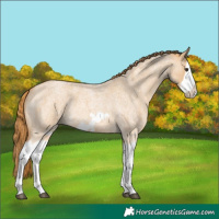 Horse Color:Red Dun Roan Splash Frame Rabicano 