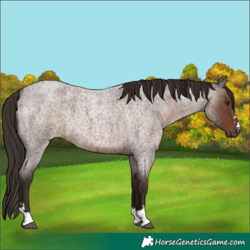 Horse Color:Liver Red Roan 