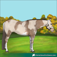 Horse Color:White Spotted Bay Dun Rabicano  and White Spotted Amber Champagne Dun Rabicano 
