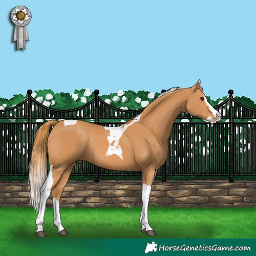 Horse Color:Chestnut Splash Tobiano 
