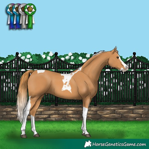 Horse Color:Chestnut Splash Tobiano 