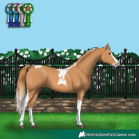 Horse Color:Chestnut Splash Tobiano 