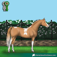 Horse Color:Chestnut Splash Tobiano 