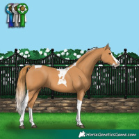 Horse Color:Chestnut Splash Tobiano