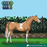 Horse Color:Chestnut Splash Tobiano 