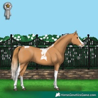Horse Color:Chestnut Splash Tobiano 