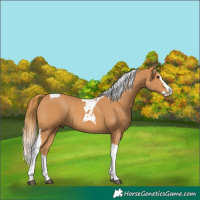 Horse Color:Chestnut Splash Tobiano 