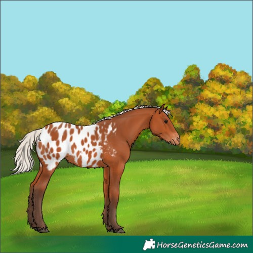 Horse Color:Silver Bay Appaloosa 