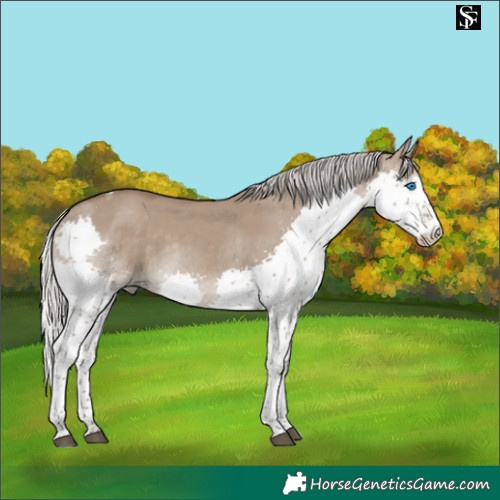 Horse Color:Silver Grullo Splash Tobiano Rabicano 