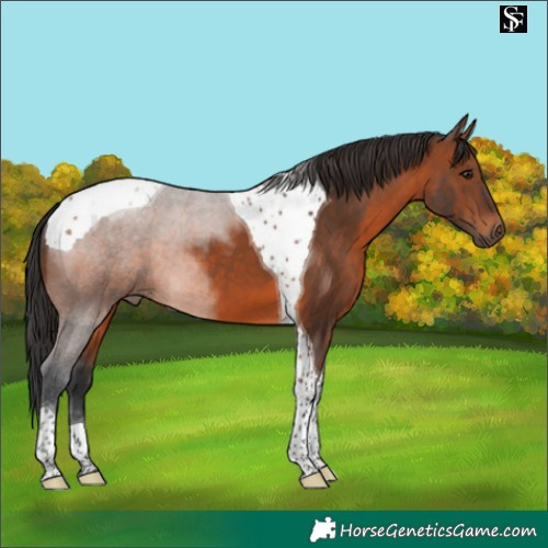 Horse Color:Brown Tobiano 