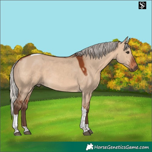 Horse Color:Silver Brown Dun Tobiano 