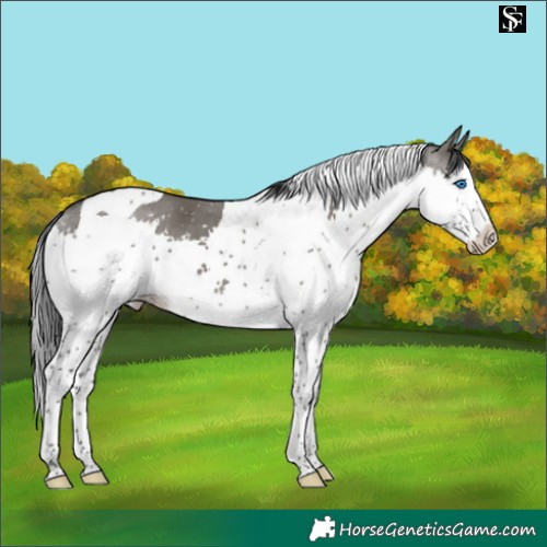Horse Color:Grullo Splash Tobiano 
