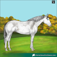 Horse Color:Grullo Splash Tobiano 