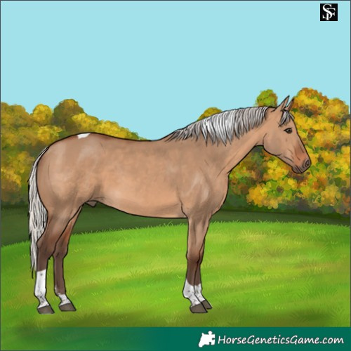 Horse Color:Silver Brown Dun Tobiano 