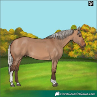 Horse Color:Silver Brown Dun Tobiano 