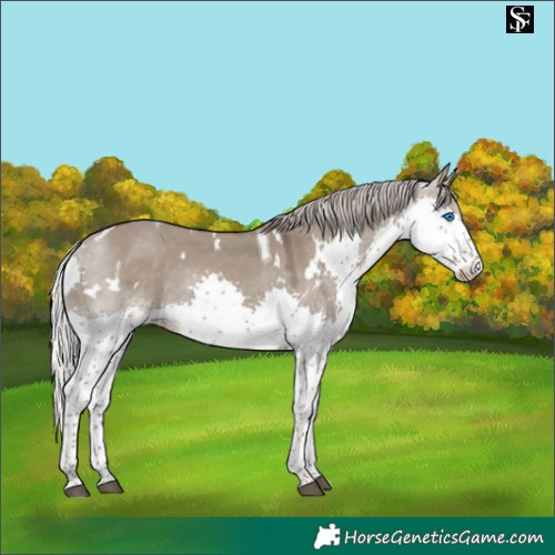 Horse Color:White Spotted Silver Grullo Splash Tobiano Rabicano 
