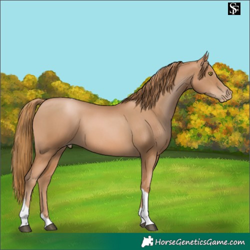 Horse Color:Chestnut Pearl Tobiano 