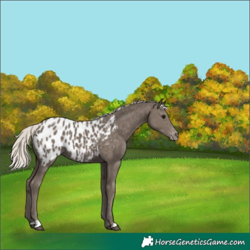 Horse Color:Silver Black Blanket 