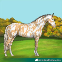 Horse Color:Gold Cream Champagne Appaloosa  and Gold Cream Champagne Appaloosa 