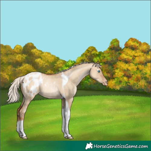 Horse Color:Gray Silver Classic Champagne Pearl Dun Tobiano Blanket Rabicano 