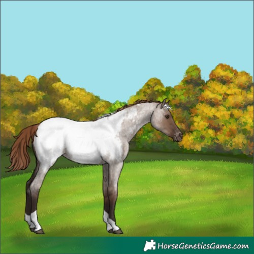 Horse Color:Liver Red Dun Roan Tobiano Near Fewspot 