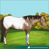 Horse Color:Gray Bay Pearl Dun Tobiano Appaloosa Rabicano 