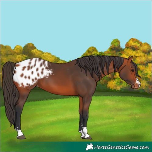 Horse Color:Bay Appaloosa 