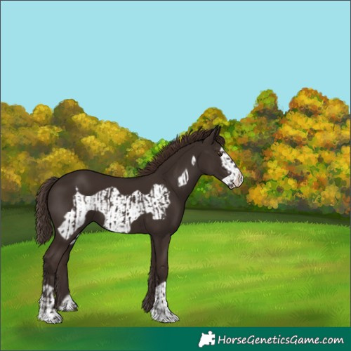 Horse Color:Liver Chestnut  and Liver Chestnut Frame 