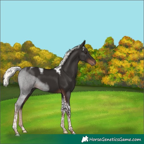 Horse Color:Liver Chestnut Mushroom Tobiano 