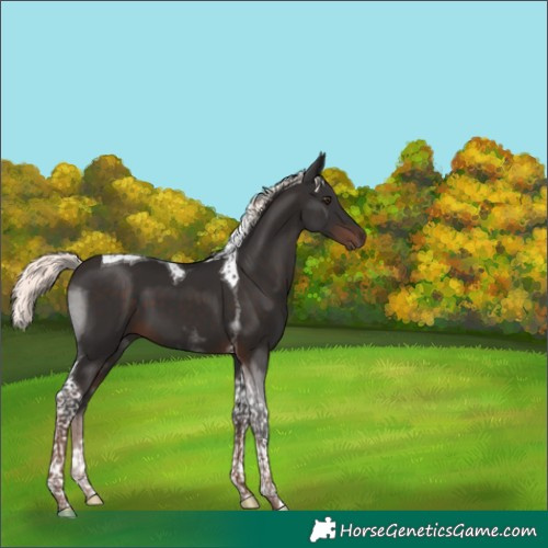 Horse Color:Liver Chestnut Mushroom Tobiano 