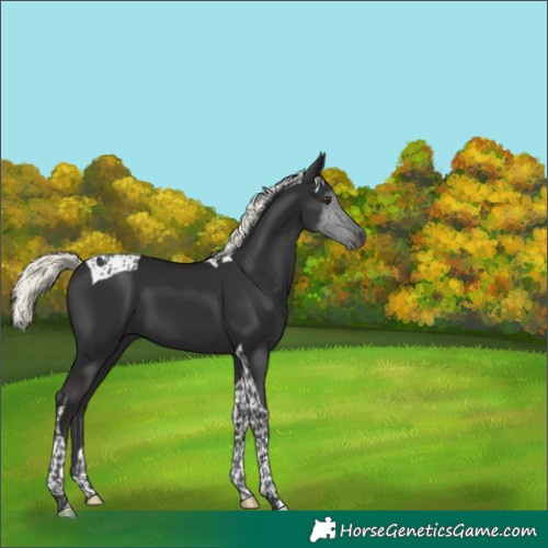 Horse Color:Liver Chestnut Mushroom Tobiano