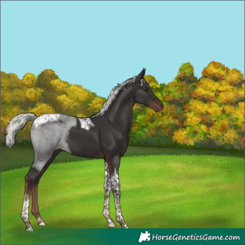 Horse Color:Liver Chestnut Mushroom Tobiano 