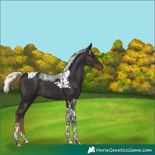 Horse Color:Liver Chestnut Mushroom Tobiano 