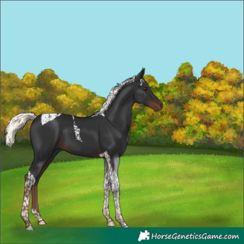 Horse Color:Liver Chestnut Mushroom Tobiano