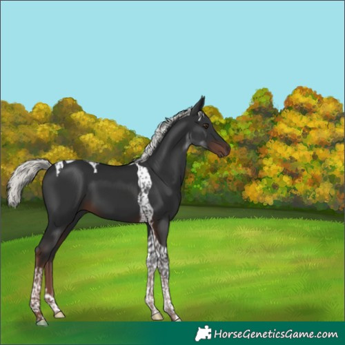 Horse Color:Liver Chestnut Mushroom Tobiano 