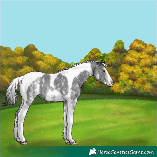 Horse Color:Liver Chestnut Sabino Tobiano 