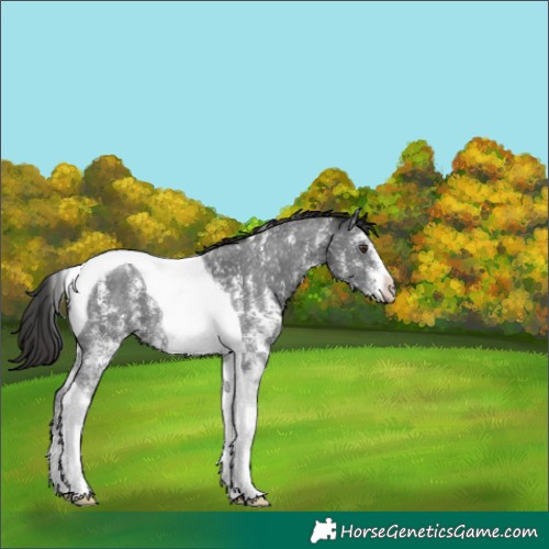 Horse Color:Liver Chestnut Sabino Tobiano 