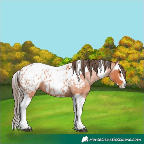 Horse Color:Bay Roan Splash Tobiano Appaloosa  and Bay Roan Splash Tobiano Appaloosa 