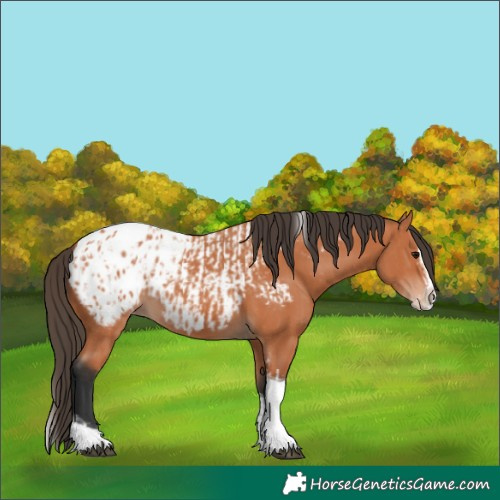 Horse Color:Bay Splash Tobiano Appaloosa  and Bay Splash Tobiano Appaloosa 
