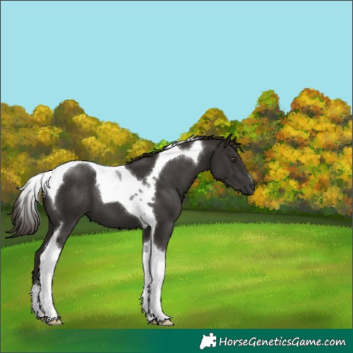 Horse Color:Liver Chestnut Tobiano 