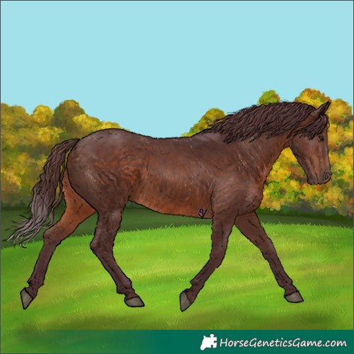 Horse Color:Void Chocolate Brown Rabicano 