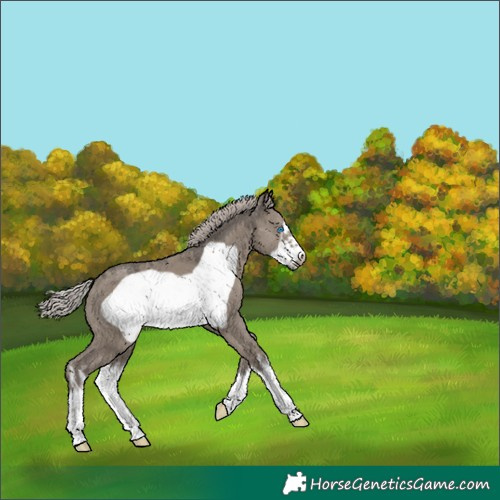 Horse Color:Unknown 