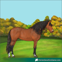 Horse Color:Bay 