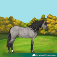Horse Color:Grullo Roan