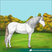 Horse Color:Chestnut Sabino