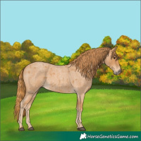 Horse Color:Red Roan 