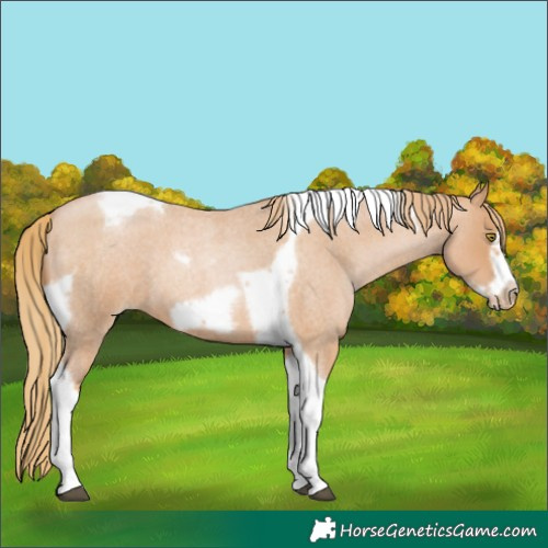Horse Color:Red Roan Pearl Tobiano Frame 