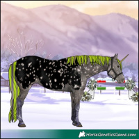 Horse Color:Void Painted Watercolor Buckskin Ice Appaloosa